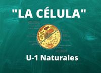 célula vegetal y animal - Grado 12 - Quizizz