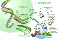 Biologi - Kelas 11 - Kuis