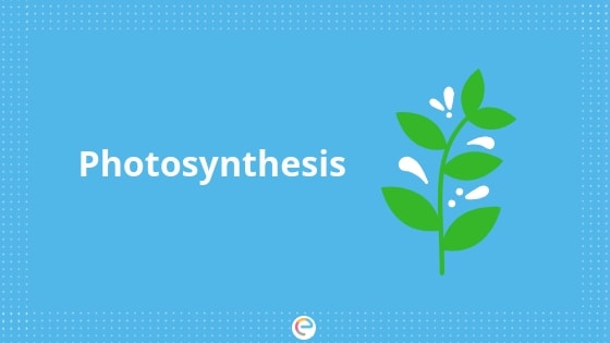 Photosynthesis Review | Quizizz