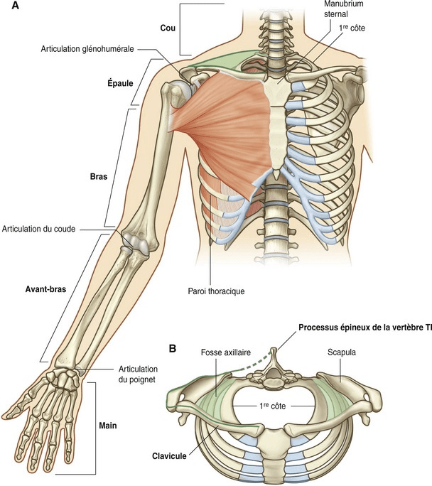 Anatomie membres supérieurs 