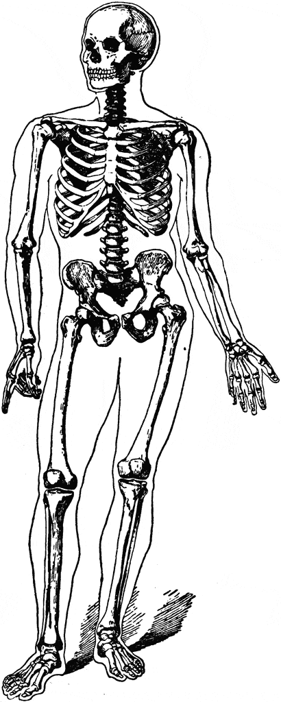 Joints of the Human Body | Medicine Quiz - Quizizz