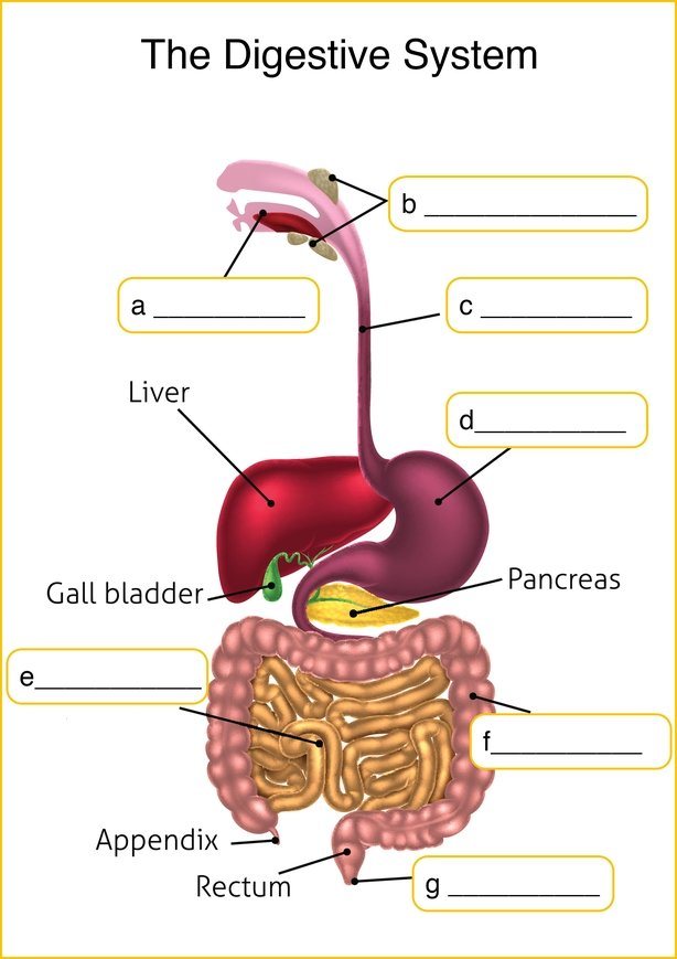 digestive-system-217-plays-quizizz