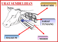 Rukun sembelihan