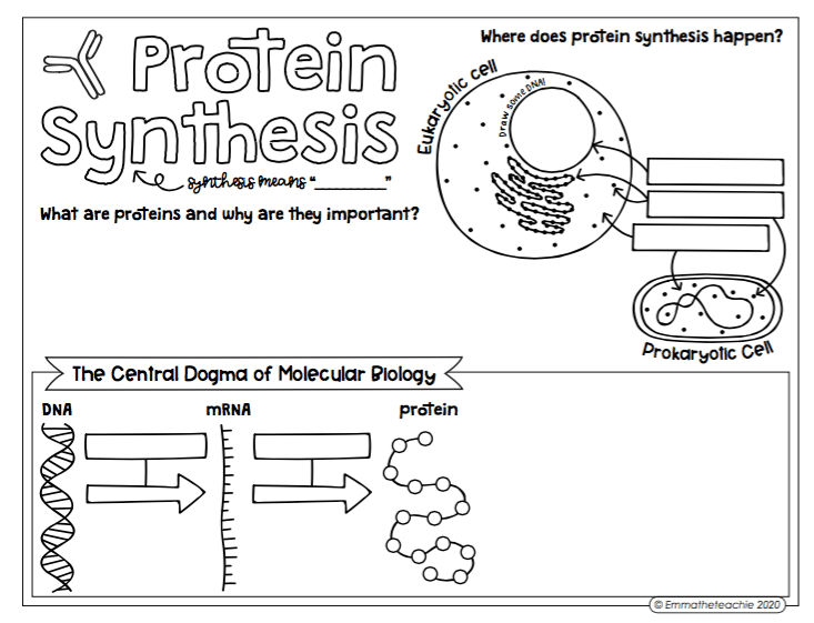 u4c2-protein-synthesis-biology-quizizz