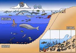 Ekosistem mora i okeana - ponavljanje | Biology - Quizizz