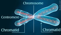 chromosome structure and numbers - Year 11 - Quizizz