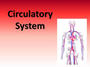 Circulatory System