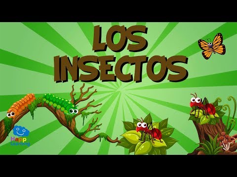 Adivinanzas Insectos | 281 Jugadas | Quizizz