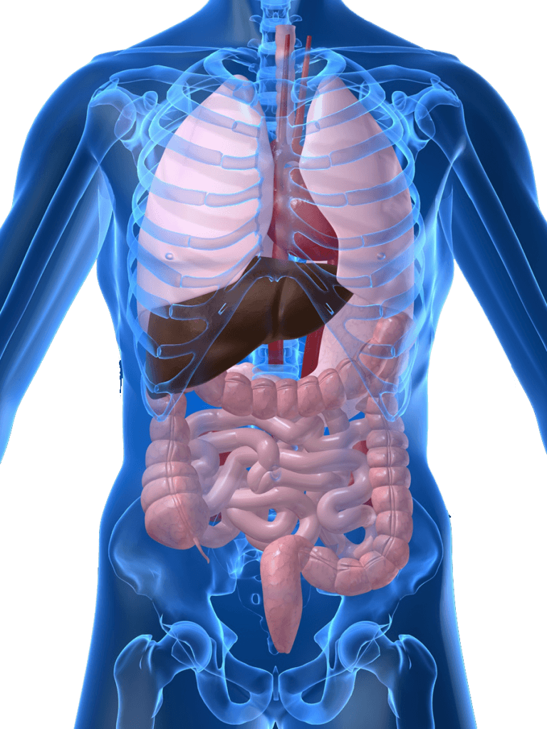 human-body-organs-quizizz