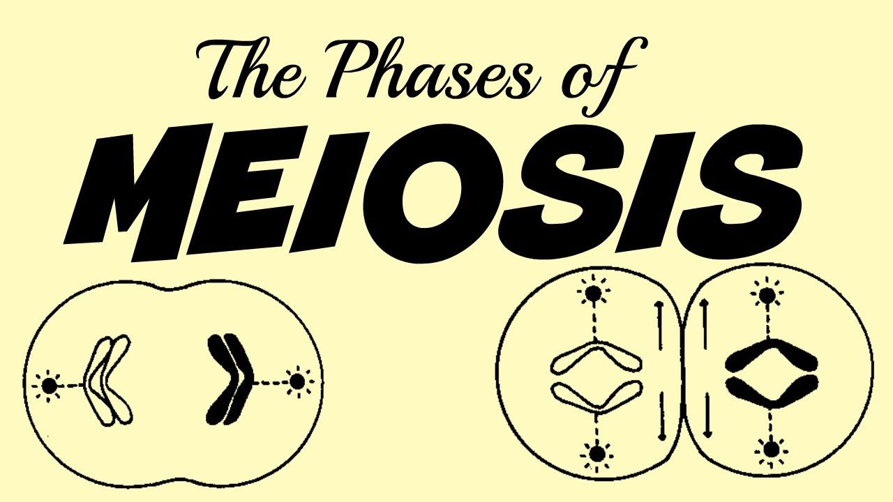 Meiosis | Quizizz