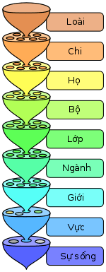 sơ đồ tế bào thực vật - Lớp 9 - Quizizz