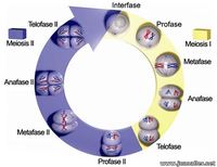 meiosis Flashcards - Quizizz