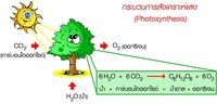 ระบบนิเวศ Flashcards - แบบทดสอบ