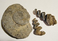 fossils - Grade 9 - Quizizz