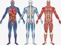 Cartões de anatomia - Série 3 - Questionário