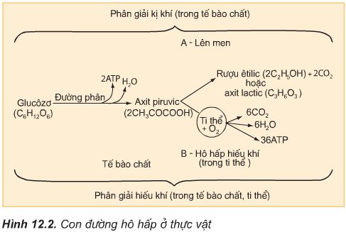 hệ thống tuần hoàn và hô hấp - Lớp 11 - Quizizz