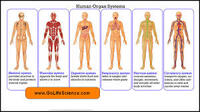 the digestive and excretory systems - Grade 9 - Quizizz