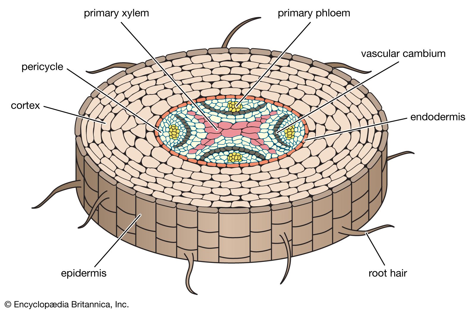 Anatomy Of Flowering Plants 