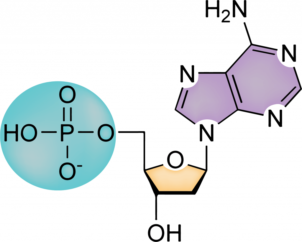 Nucleotide TU | Quizizz