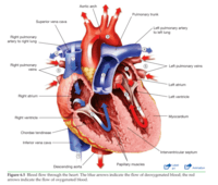 the circulatory and respiratory systems - Class 12 - Quizizz