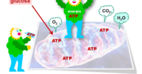 respiración celular Tarjetas didácticas - Quizizz