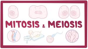 Meiosis And Mitosis | 200 Plays | Quizizz