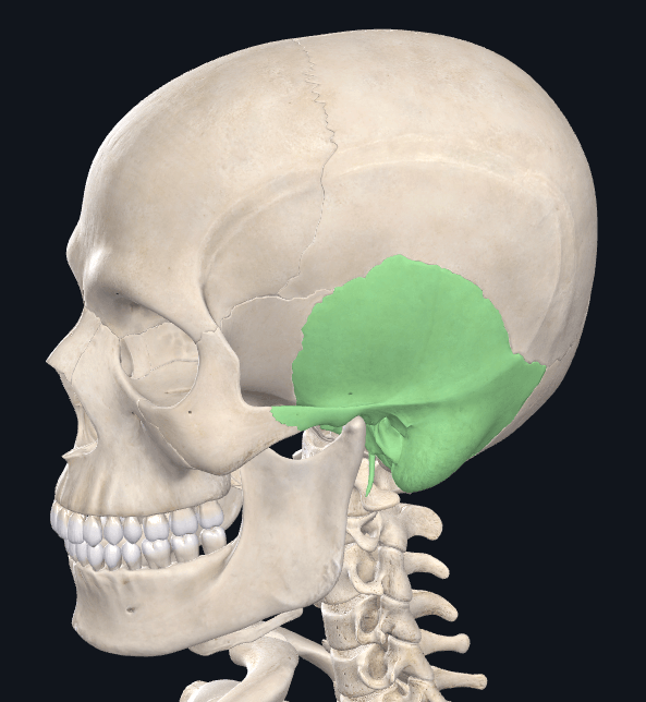 Skeletal System - Identify Bones | 110 plays | Quizizz