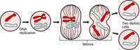 siklus sel dan mitosis - Kelas 12 - Kuis