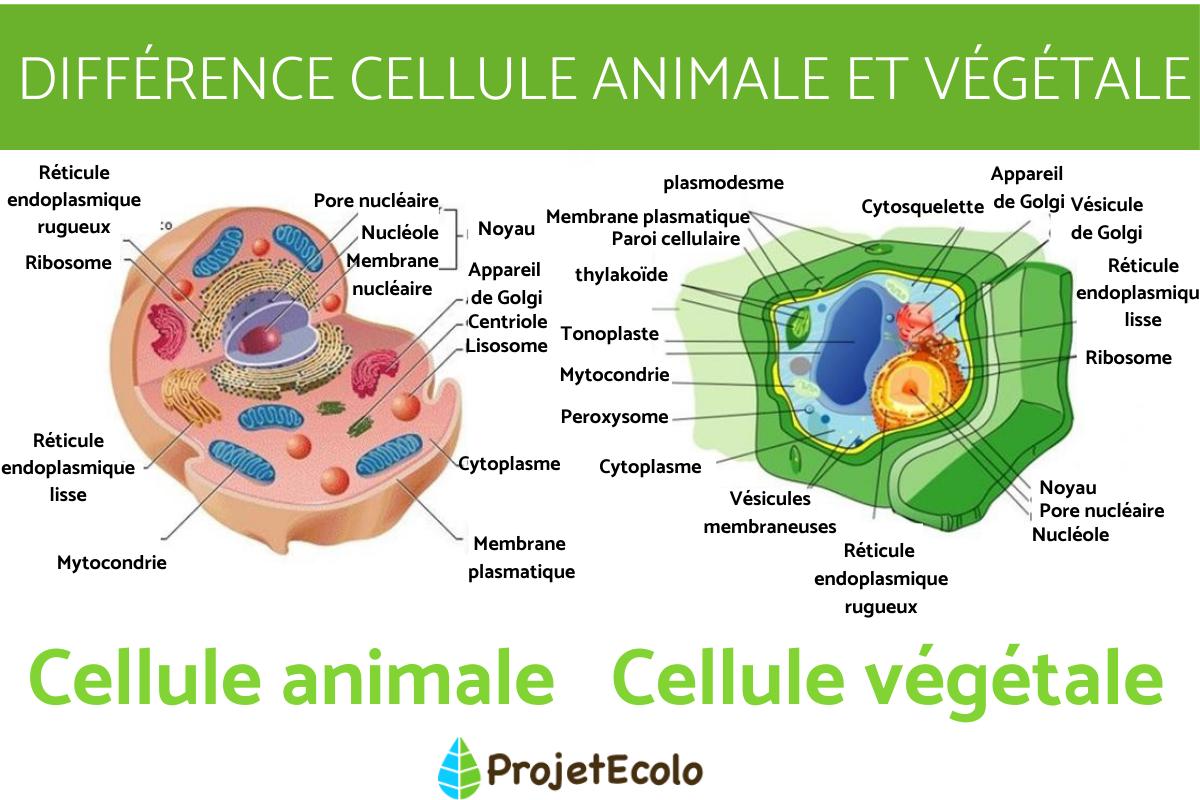 cellule plasmatique