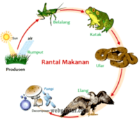 produsen dan konsumen - Kelas 5 - Kuis