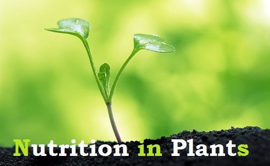 LS 1 NUTRITION IN PLANTS