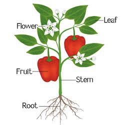 plant parts and their functions Flashcards - Quizizz