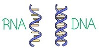 síntese de rna e proteína - Série 8 - Questionário