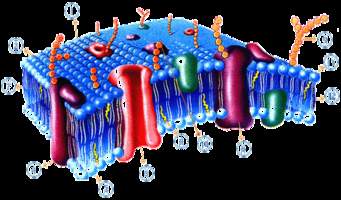a membrana celular - Série 3 - Questionário