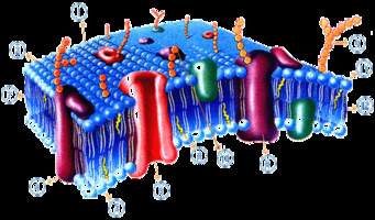 membranas e transporte - Série 3 - Questionário