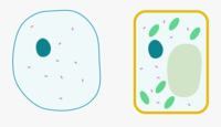 plant cell diagram - Year 7 - Quizizz