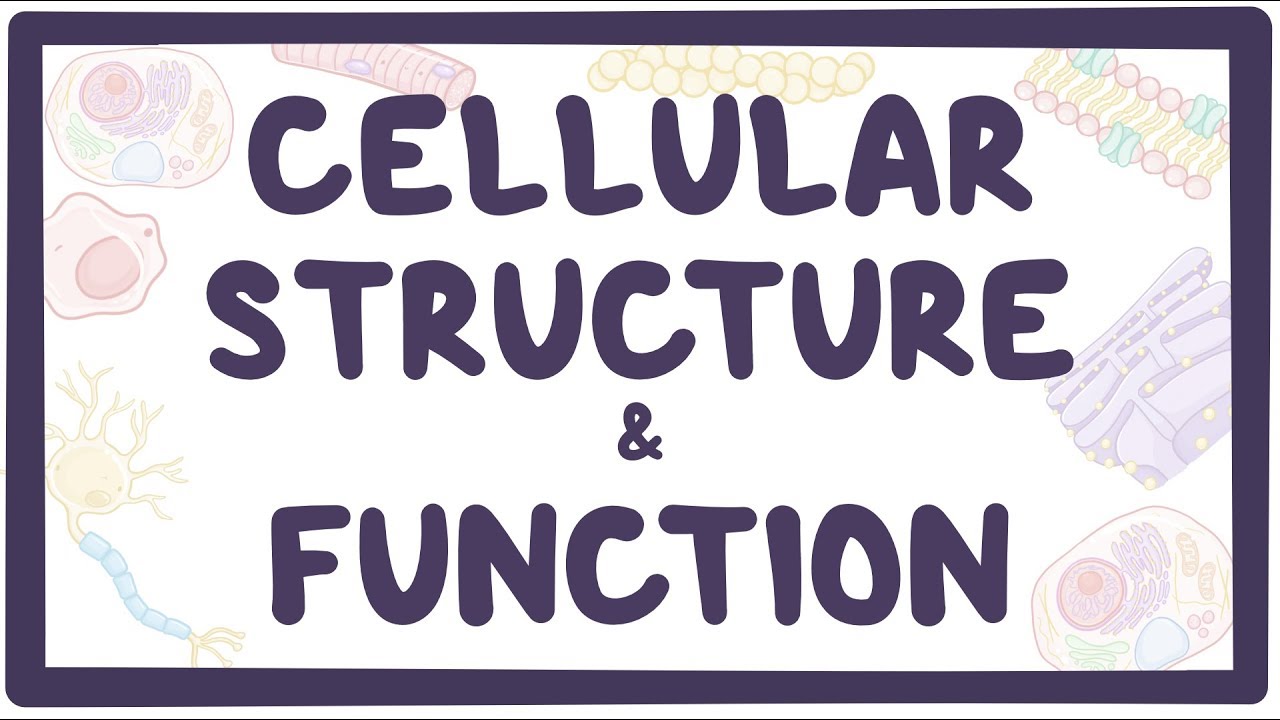 structure of a cell - Year 3 - Quizizz