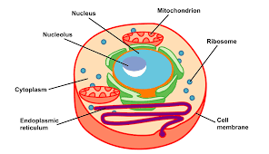 structure of a cell - Grade 11 - Quizizz