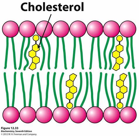 the cell membrane - Grade 11 - Quizizz