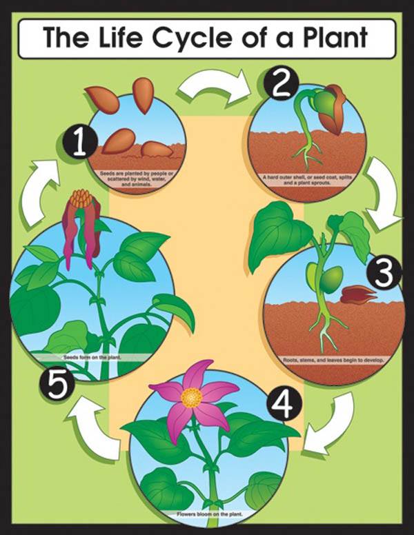 Plant Life Cycle Science Quiz Quizizz