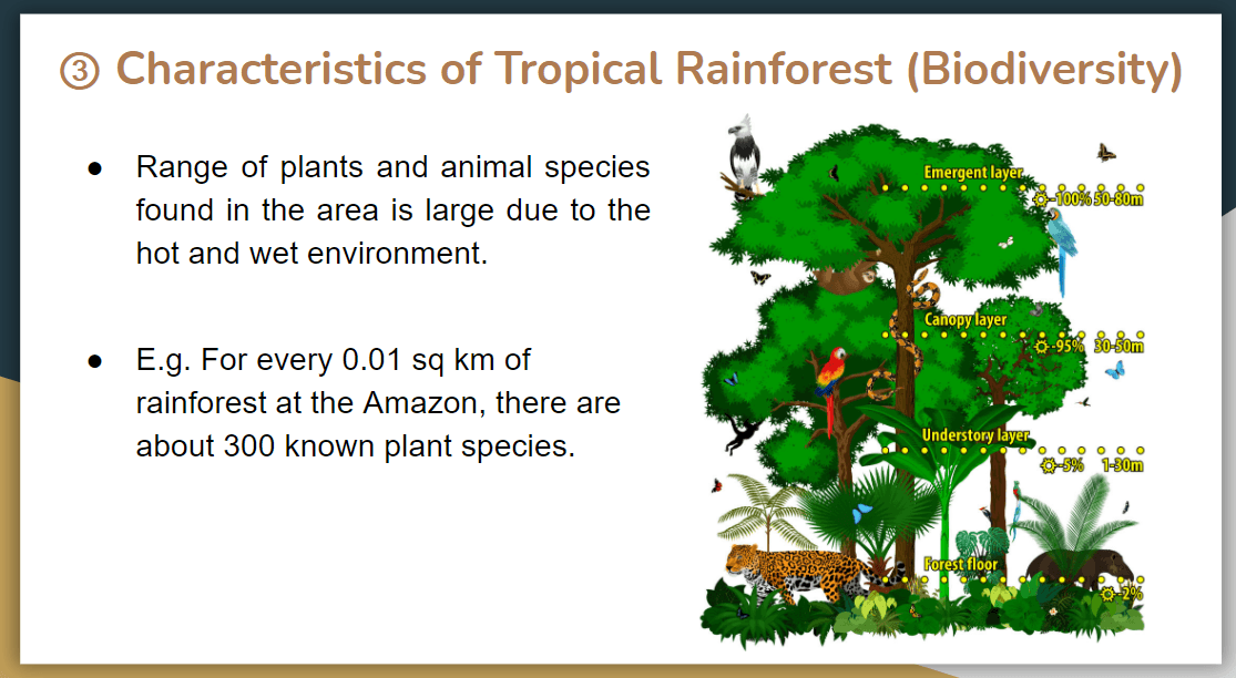 Characteristics Of Tropical Rainforests & Mangroves (Notes) - Quizizz