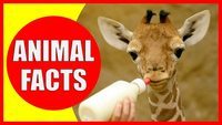 Crazy Animal Facts