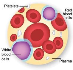 Anatomy & Physiology Chapter 10: Blood - Quizizz