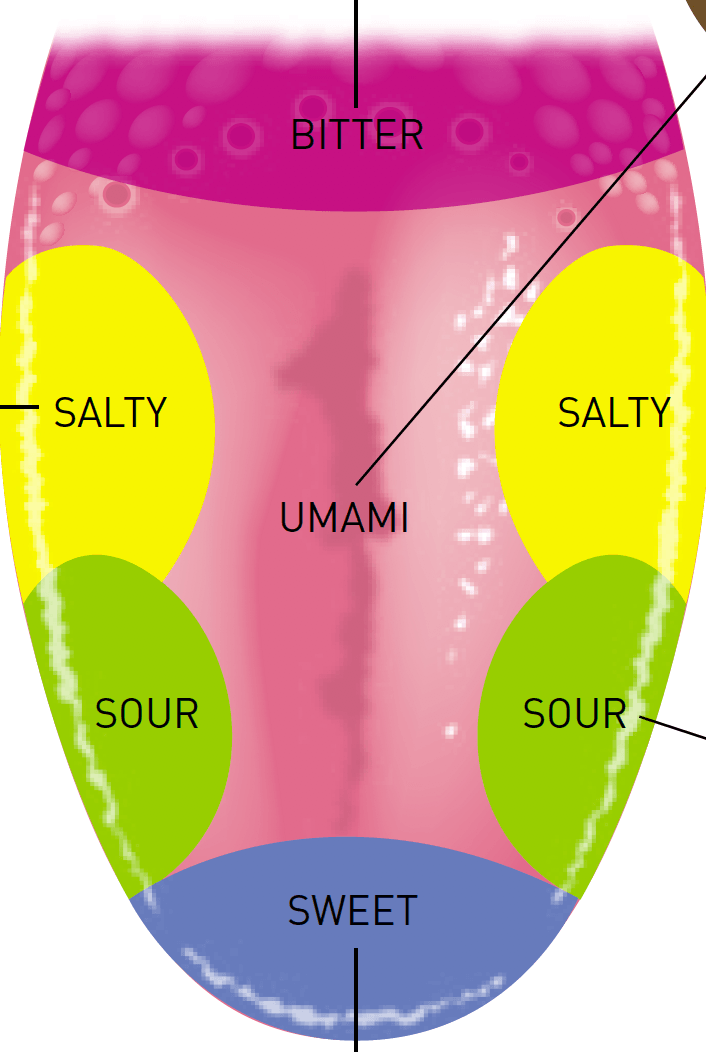 Taste Perception 