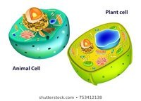 plant cell diagram - Year 4 - Quizizz