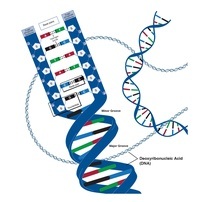 Struktura i replikacja DNA - Klasa 11 - Quiz