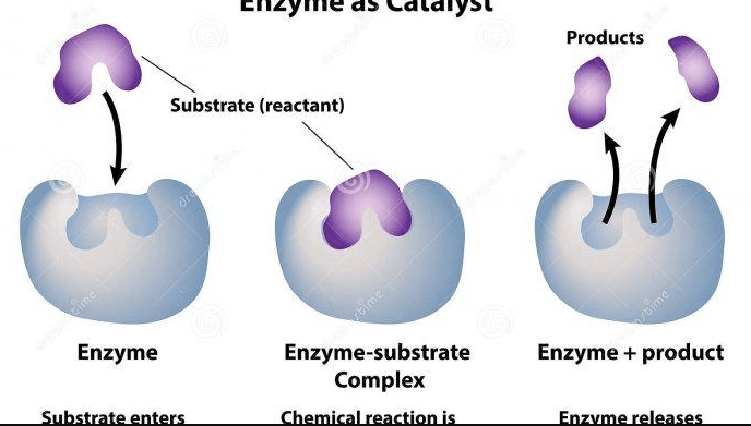 enzim Flashcards - Quizizz