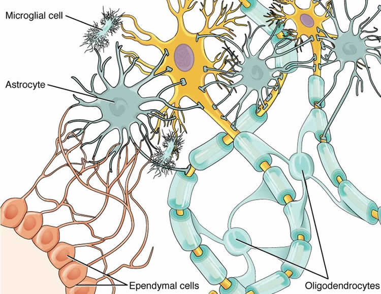 nervous-system-questions-answers-for-quizzes-and-tests-quizizz