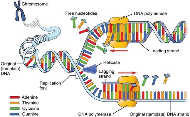 If a strand of dna has the nitrogen base sequence