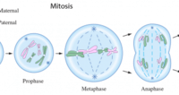 meiosis - Kelas 4 - Kuis
